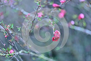 Manuka Tea-treeã€Broom Teatree.